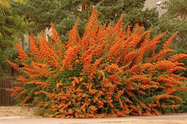 PYRACANTHA NAVAHO VASO 18CM