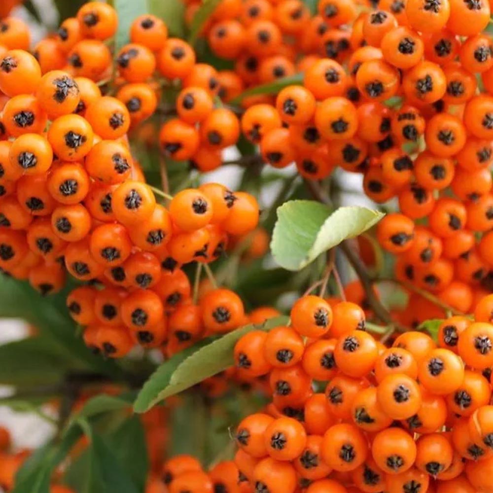 PYRACANTHA ARANCIONE VASO 12CM