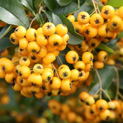 PYRACANTHA GIALLA VASO 12CM