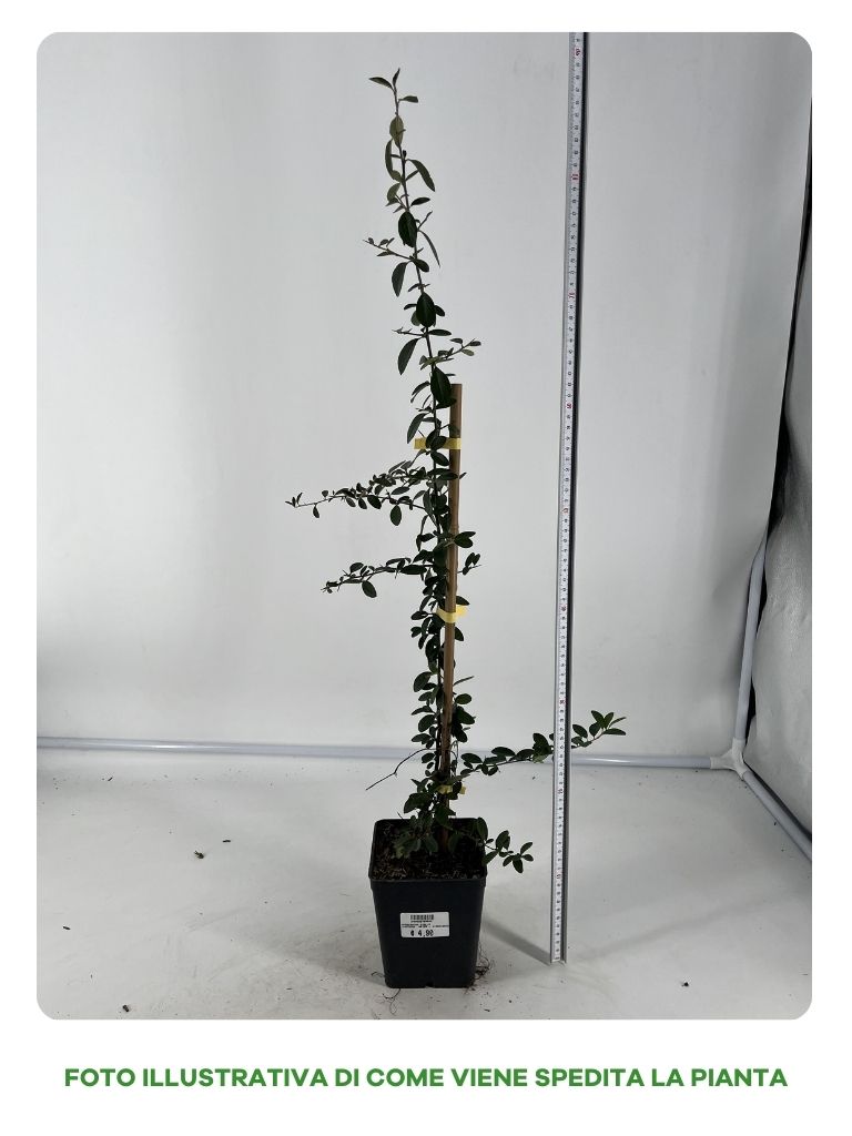 PYRACANTHA GIALLA VASO 12CM