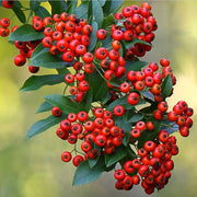 PYRACANTHA ROSSA VASO 12CM