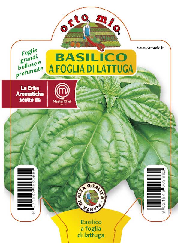 3 PIANTE IN VASO Ø10CM DI BASILICO A FOGLIA DI LATTUGA