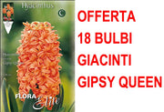 OFFERTA 18 BULBI GIACINTO GIPSY QUEEN