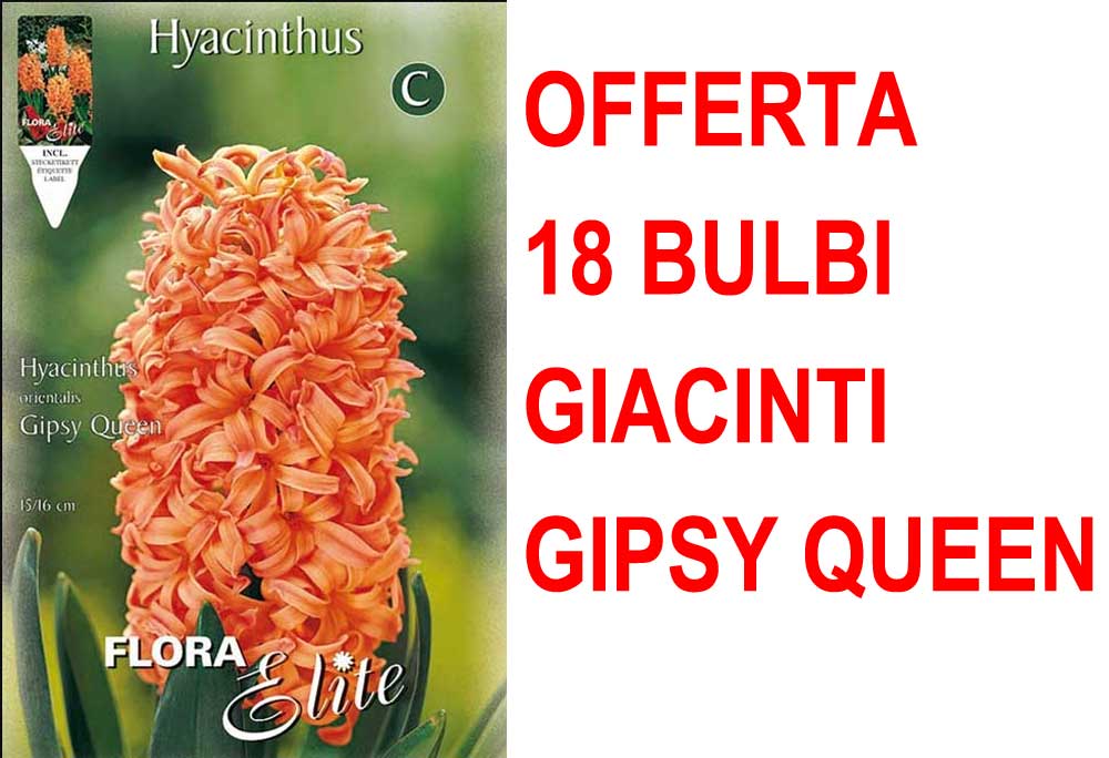 OFFERTA 18 BULBI GIACINTO GIPSY QUEEN