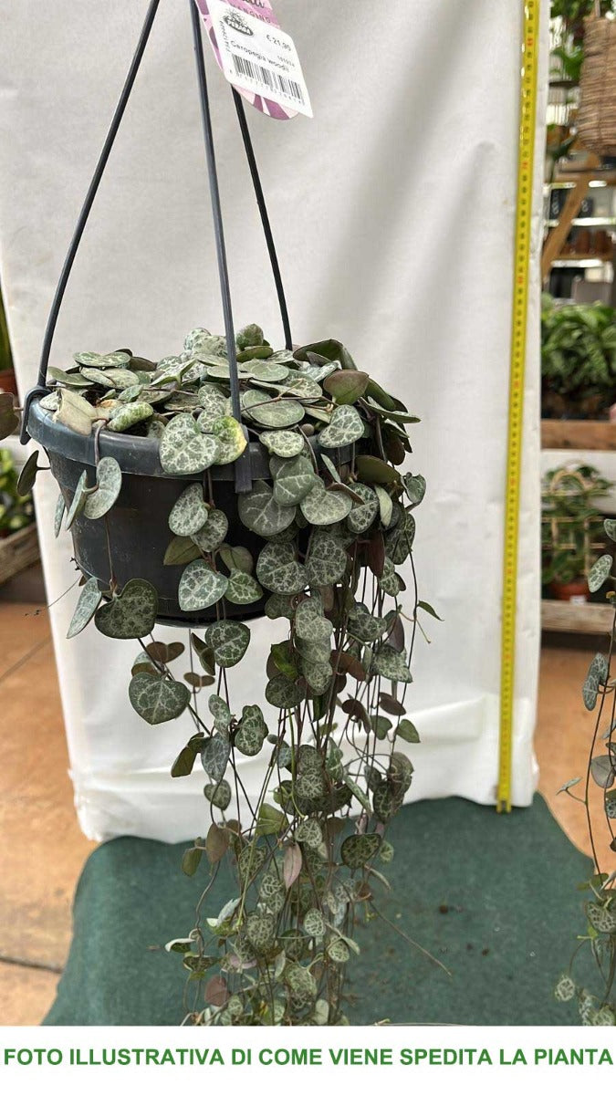CEROPEGIA WOODII IN VASO 14CM