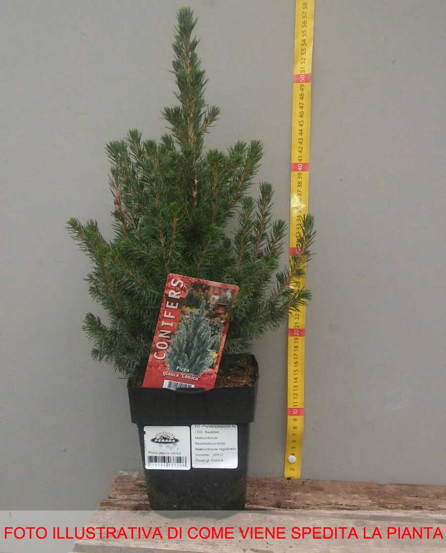 PICEA GLAUCA CONICA VASO 17CM