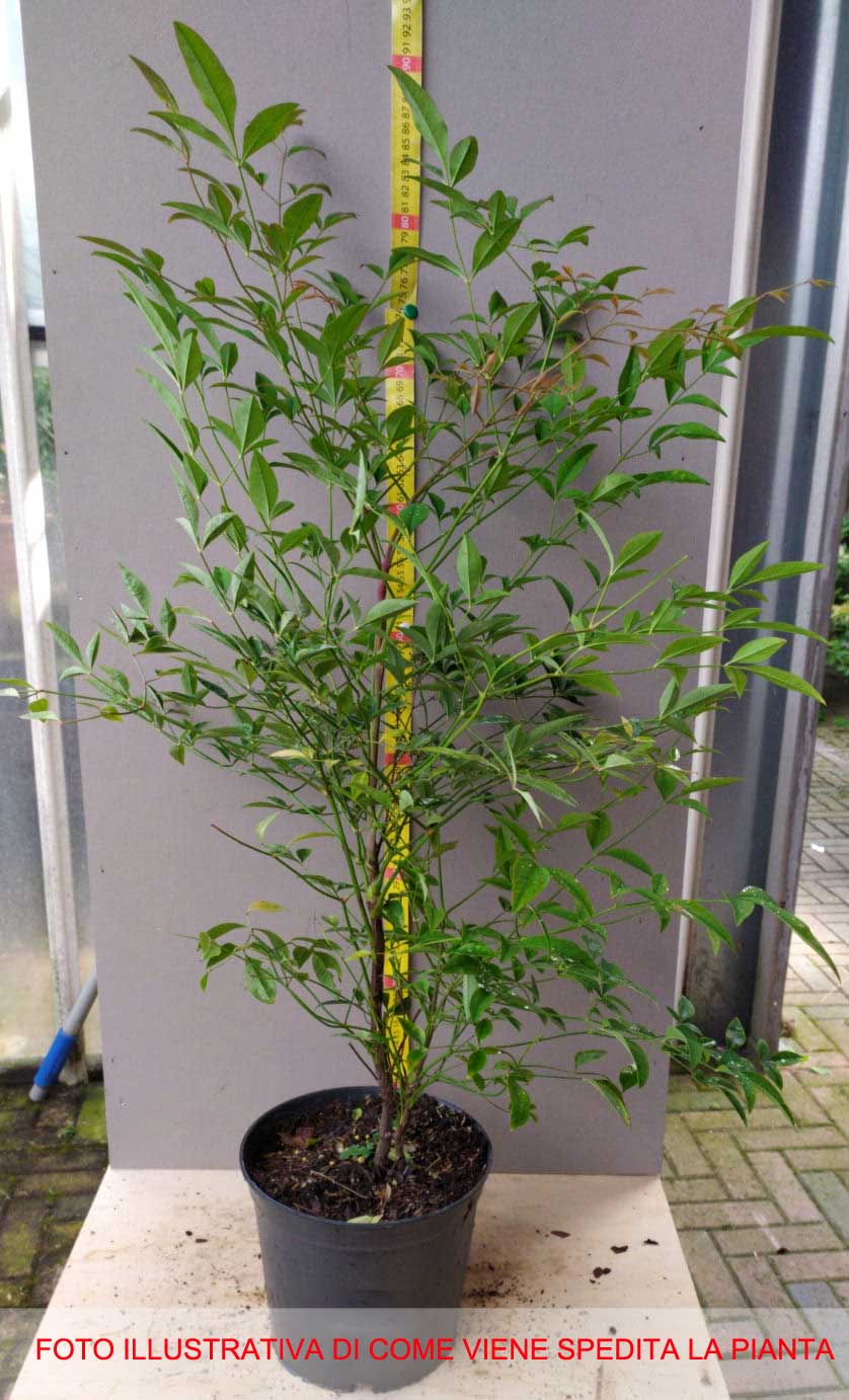NANDINA DOMESTICA IN VASO 18CM