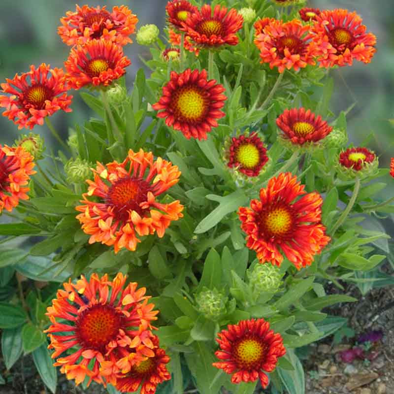 GAILLARDIA GRANDIFLORA FANFARE BLAZE VASO 18CM