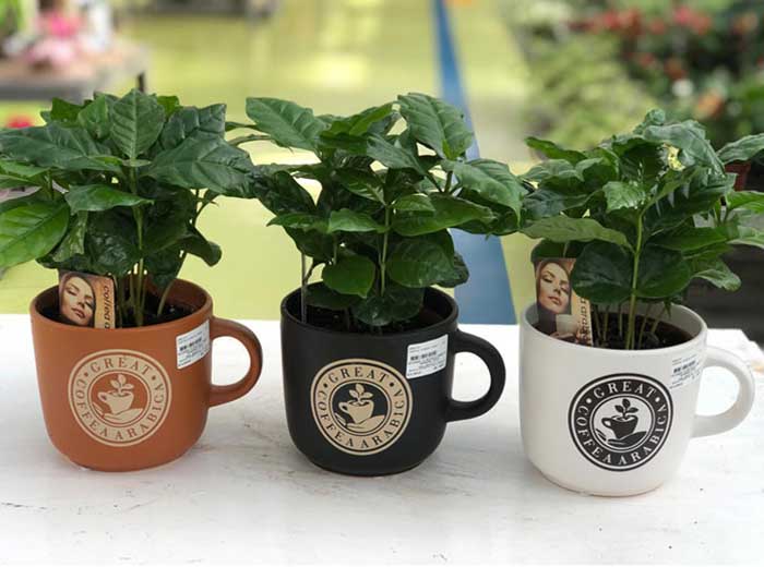 COFFEA ARABICA PIANTA DEL CAFFÈ IN TAZZA 12CM