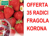 OFFERTA FRAGOLA KORONA 35 PIANTE A RADICE NUDA