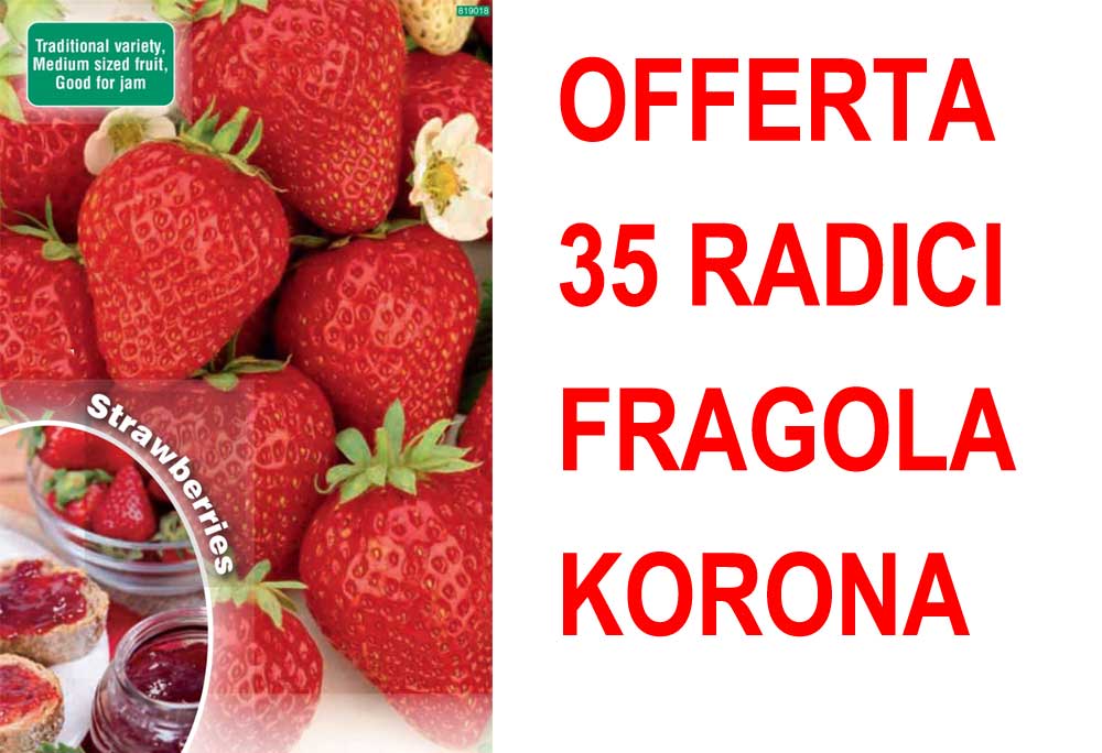 OFFERTA FRAGOLA KORONA 35 PIANTE A RADICE NUDA
