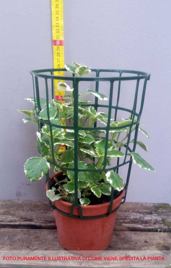 PLECTRANTHUS O INCENSO  IN VASO 14CM
