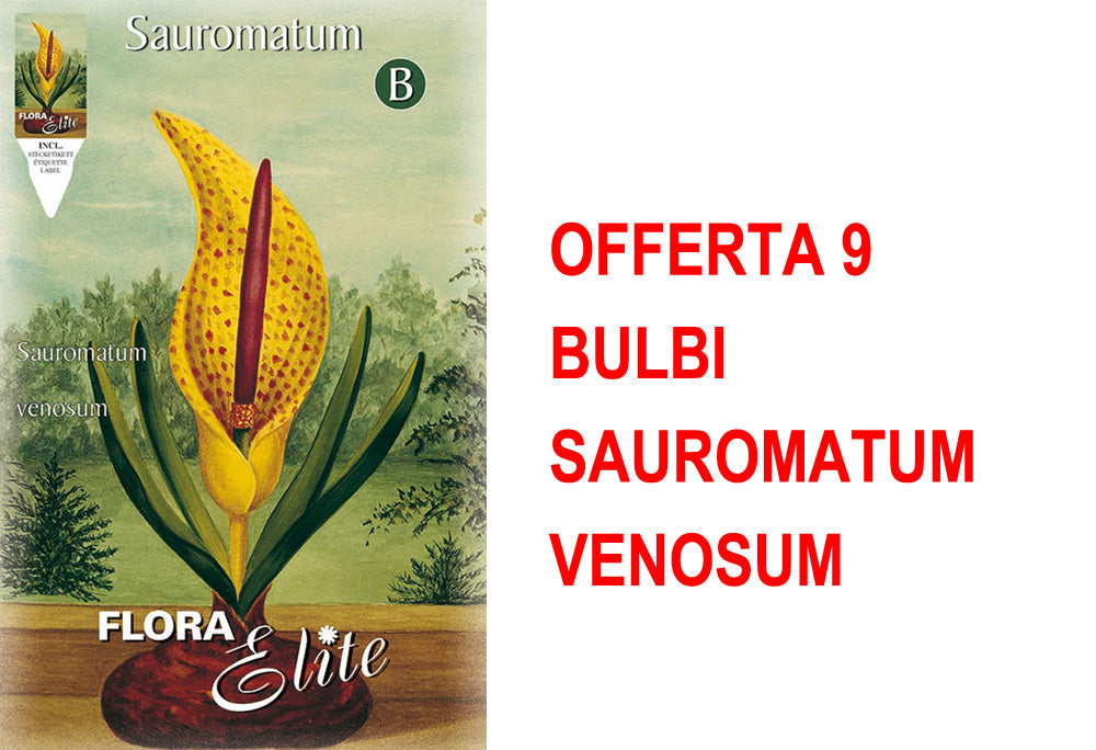 OFFERTA 9 BULBI SAUROMATUM VENOSUM