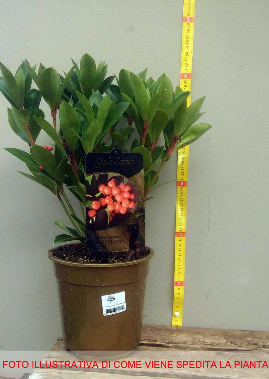 SKIMMIA JAPONICA OBSBOLWI OBSESSION VASO 18CM