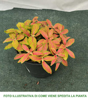 FITTONIA COLORI ASSORTITI VASO 12CM