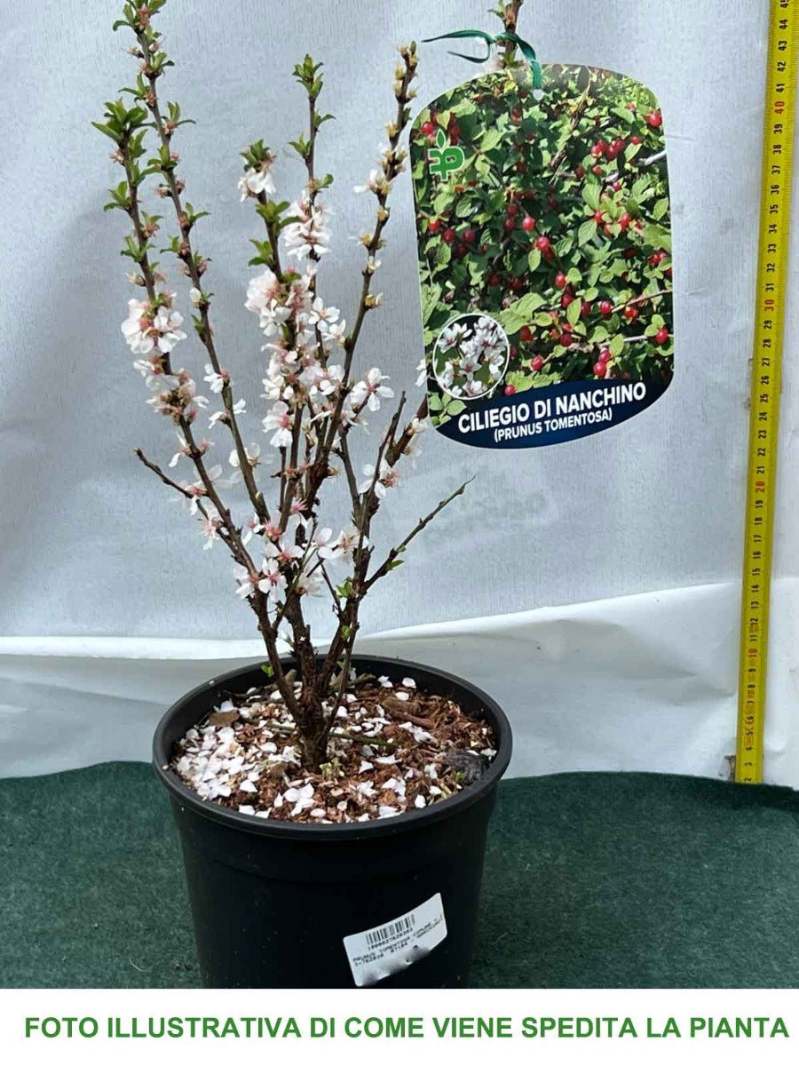 PRUNUS TOMENTOSA CILIEGIO DA FIORE IN VASO 17CM