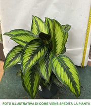 CALATHEA PRINCEPS IN VASO 14CM