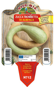 3 PIANTE IN VASO Ø10CM DI ZUCCHINO TROMBETTA DI ALBENGA