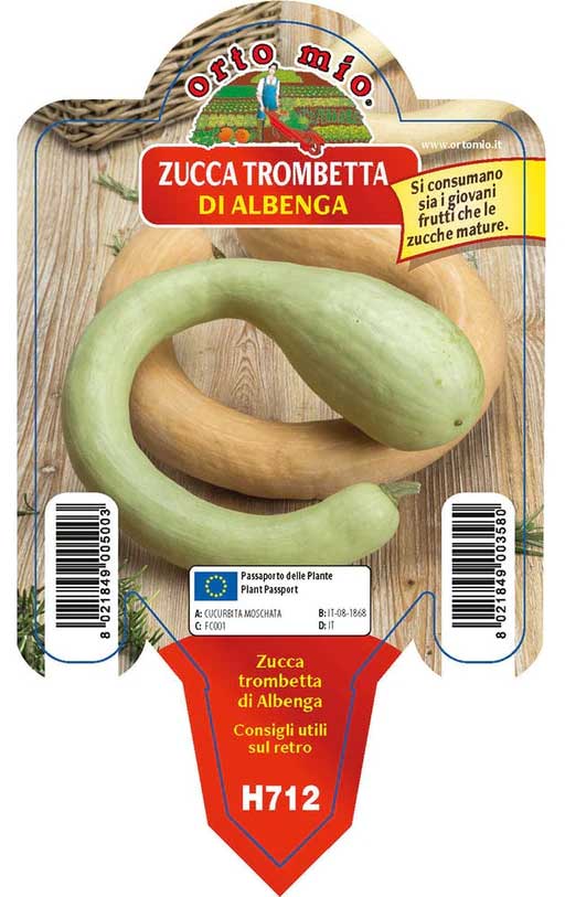 3 PIANTE IN VASO Ø10CM DI ZUCCHINO TROMBETTA DI ALBENGA