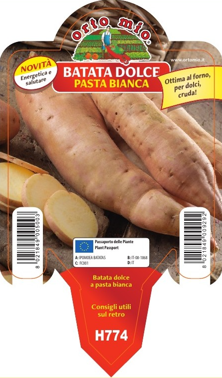 3 PIANTE IN VASO Ø10CM BATATA PATATA DOLCE AMERICANA BIANCA