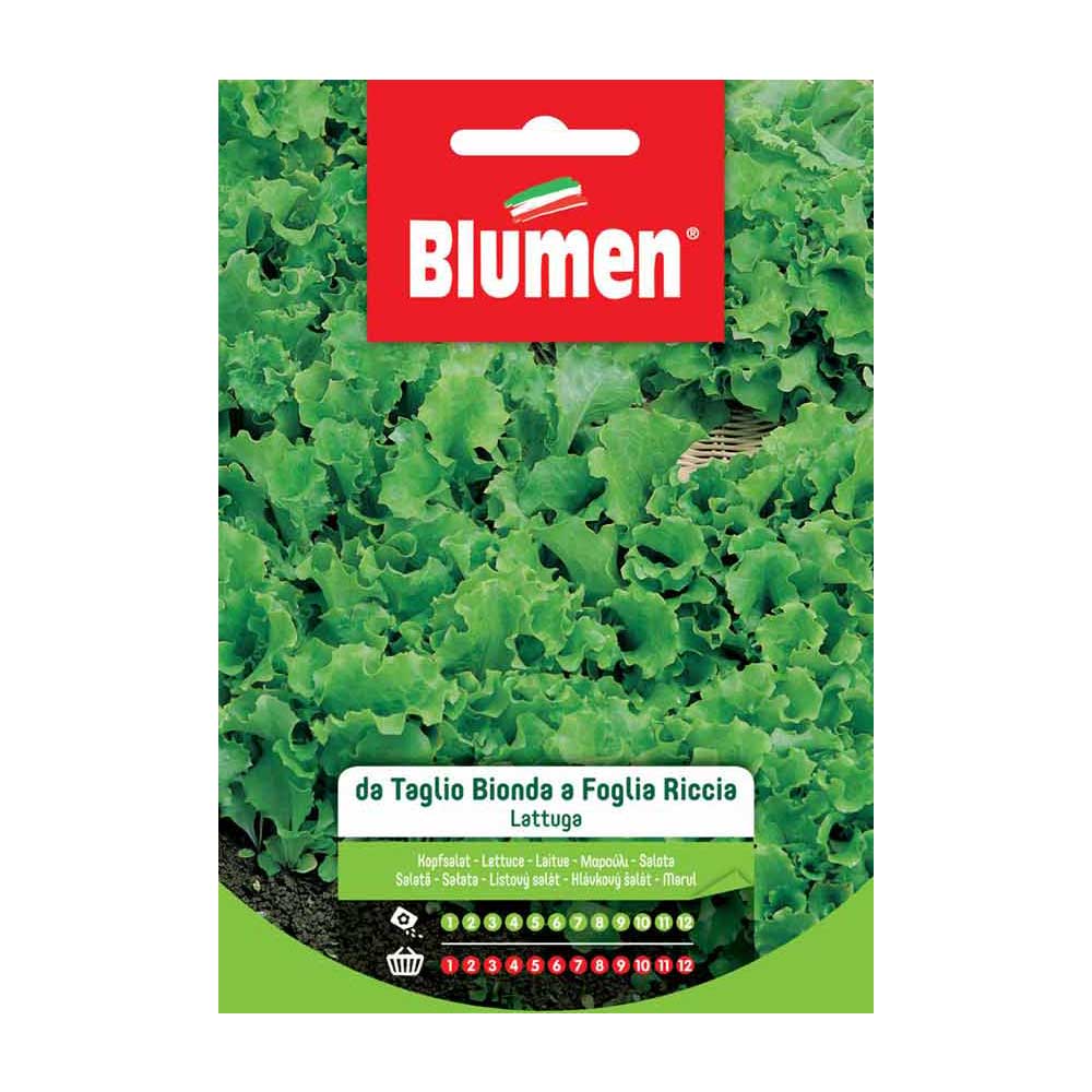 SEMI LATTUGA TAGLIO BIONDA RICCIA BLUMEN