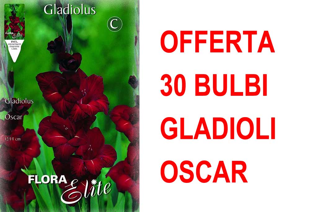 OFFERTA 30 BULBI GLADIOLI A FIORI GRANDI OSCAR