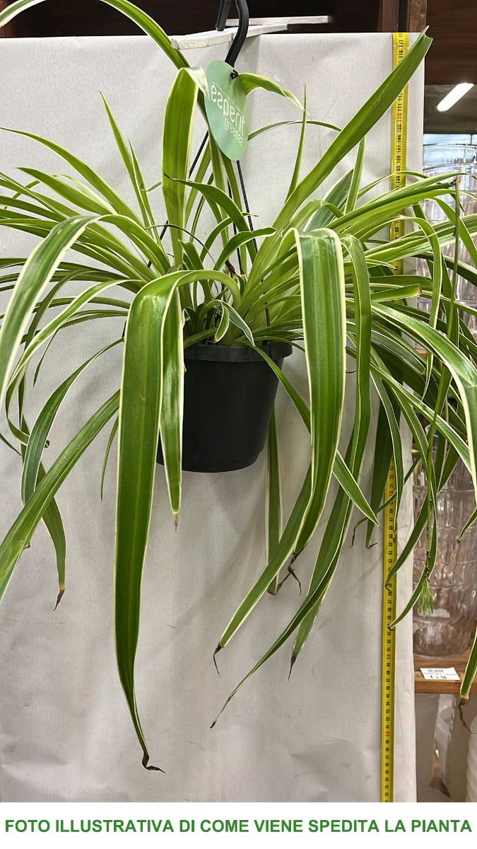 CHLOROPHYTUM COMOSUM VITATUM VARIEGATO VASO 17CM