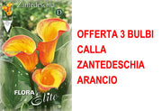 OFFERTA 3 BULBI CALLA ZANTEDESCHIA ARANCIO
