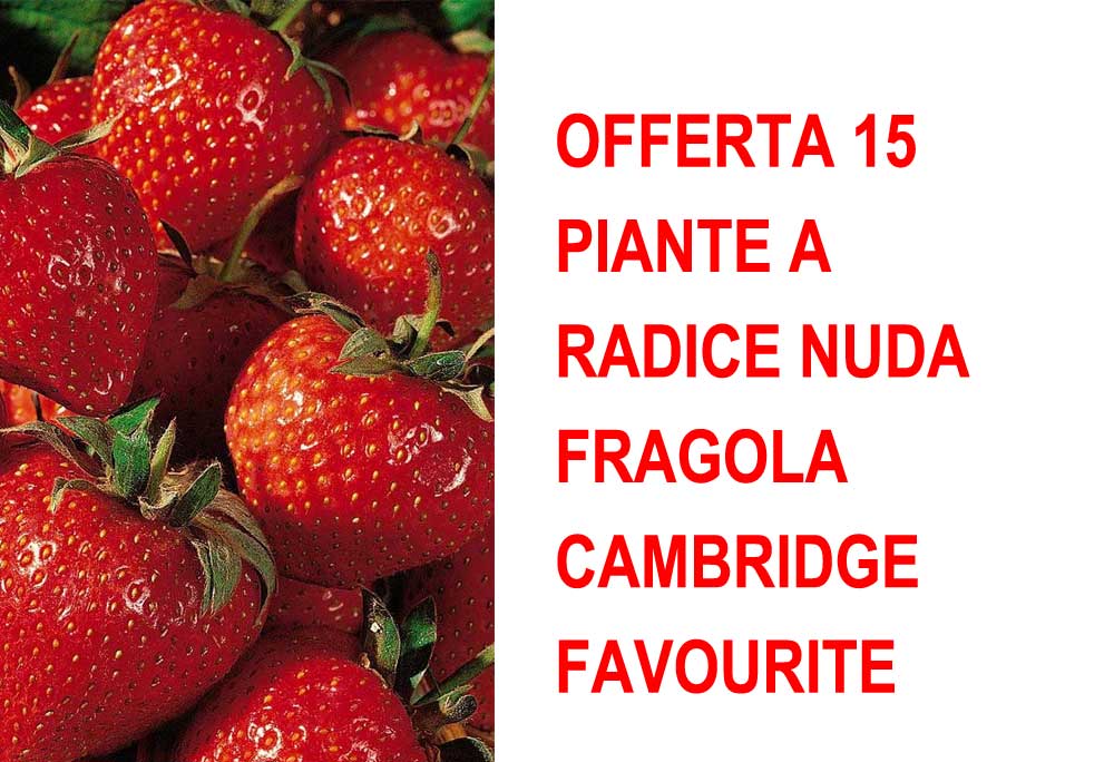 OFFERTA 15 PIANTE A RADICE NUDA FRAGOLA CAMBRIDGE FAVOURITE