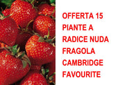 OFFERTA 15 PIANTE A RADICE NUDA FRAGOLA CAMBRIDGE FAVOURITE