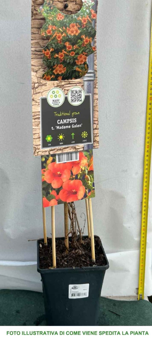 BIGNONIA CAMPSIS MADAME GALEN VASO 17CM