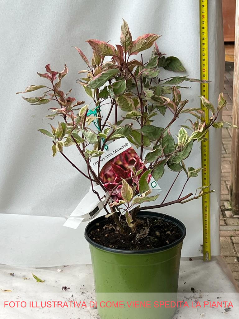 CORNUS ALBA MIRACLE IN VASO 18CM