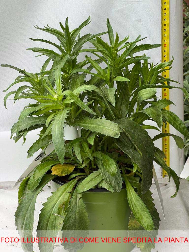 LEUCANTHEMUM SUPERBUM WHITE LION VASO 18CM