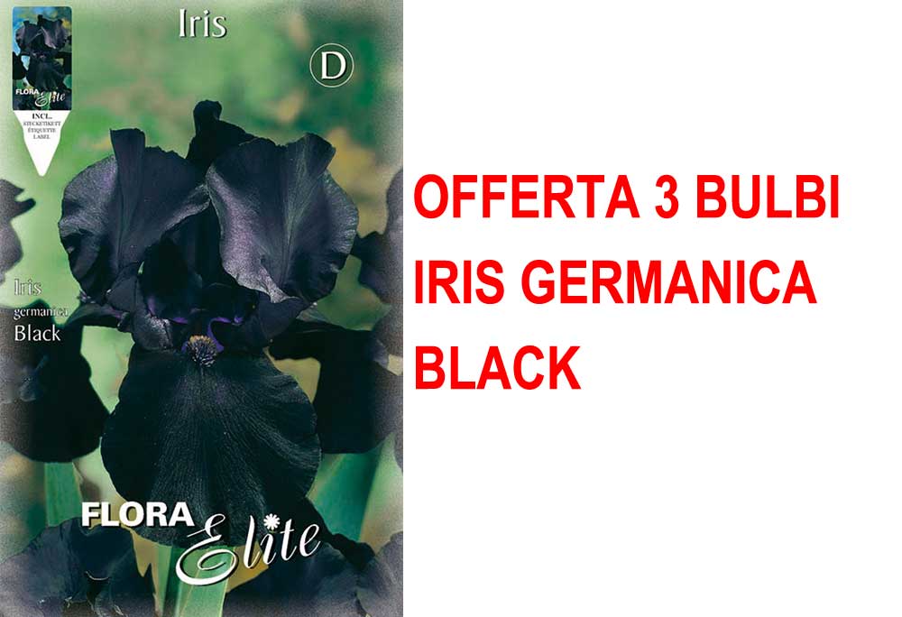 OFFERTA 3 BULBI IRIS GERMANICA NERO