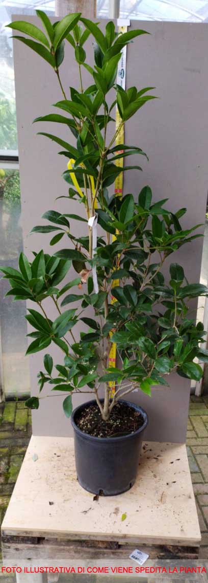 OSMANTHUS FRAGRANS OLEA FRAGRANS BIANCO VASO 20CM