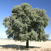 QUERCUS ILEX LECCIO SUGHERA VASO 17CM