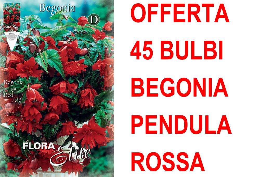 OFFERTA 45 BULBI BEGONIA PENDULA ROSSA