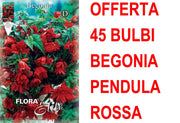 OFFERTA 45 BULBI BEGONIA PENDULA ROSSA