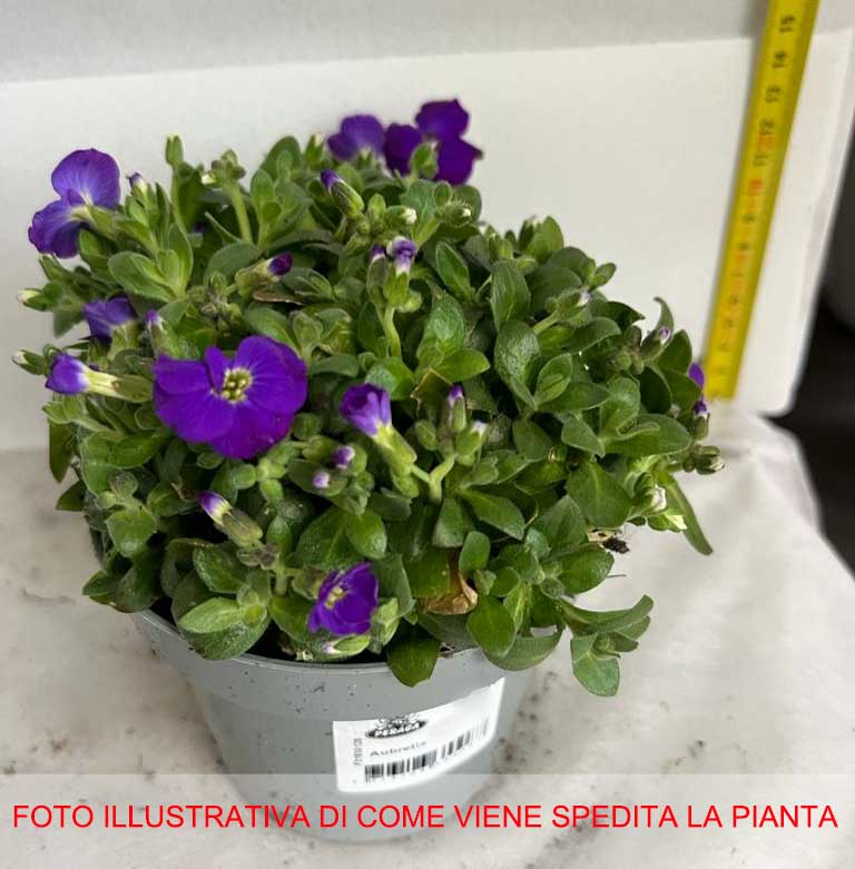 AUBRETIA GRACILIS KITTE BLU IN VASO 12CM