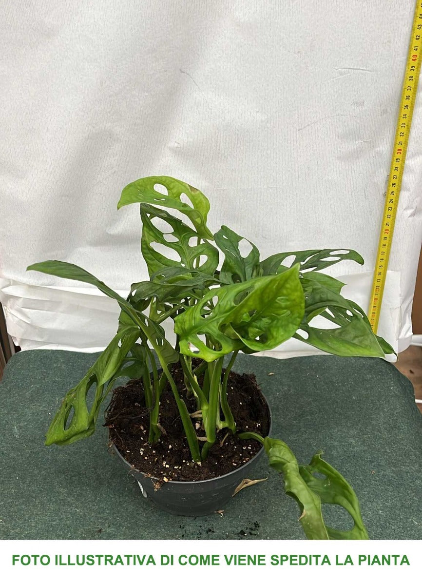 MONSTERA ADANSONII VASO 17CM