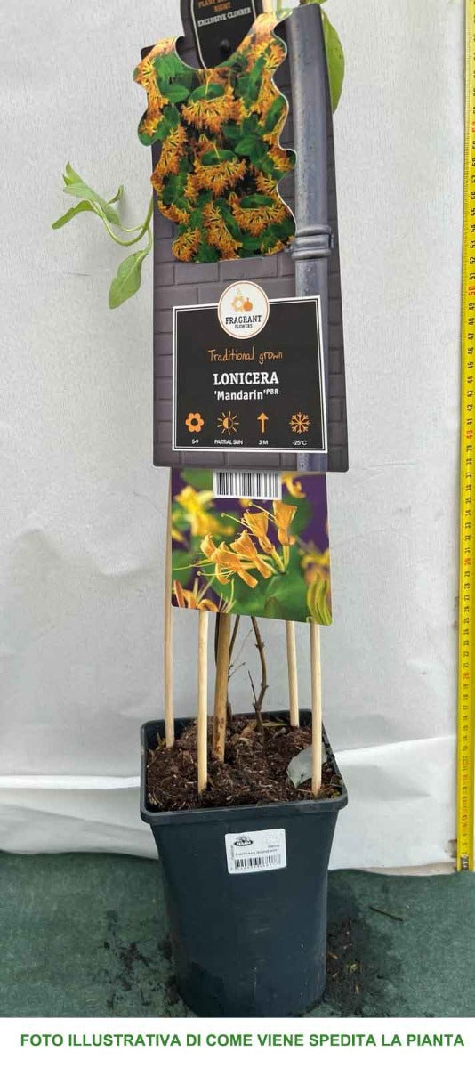 LONICERA CAPRIFOGLIO MANDARIN VASO 17CM