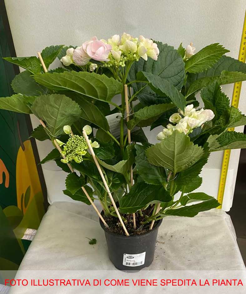 HYDRANGEA MACROPHYLLA HOVARIA HOBELLA VASO 14CM