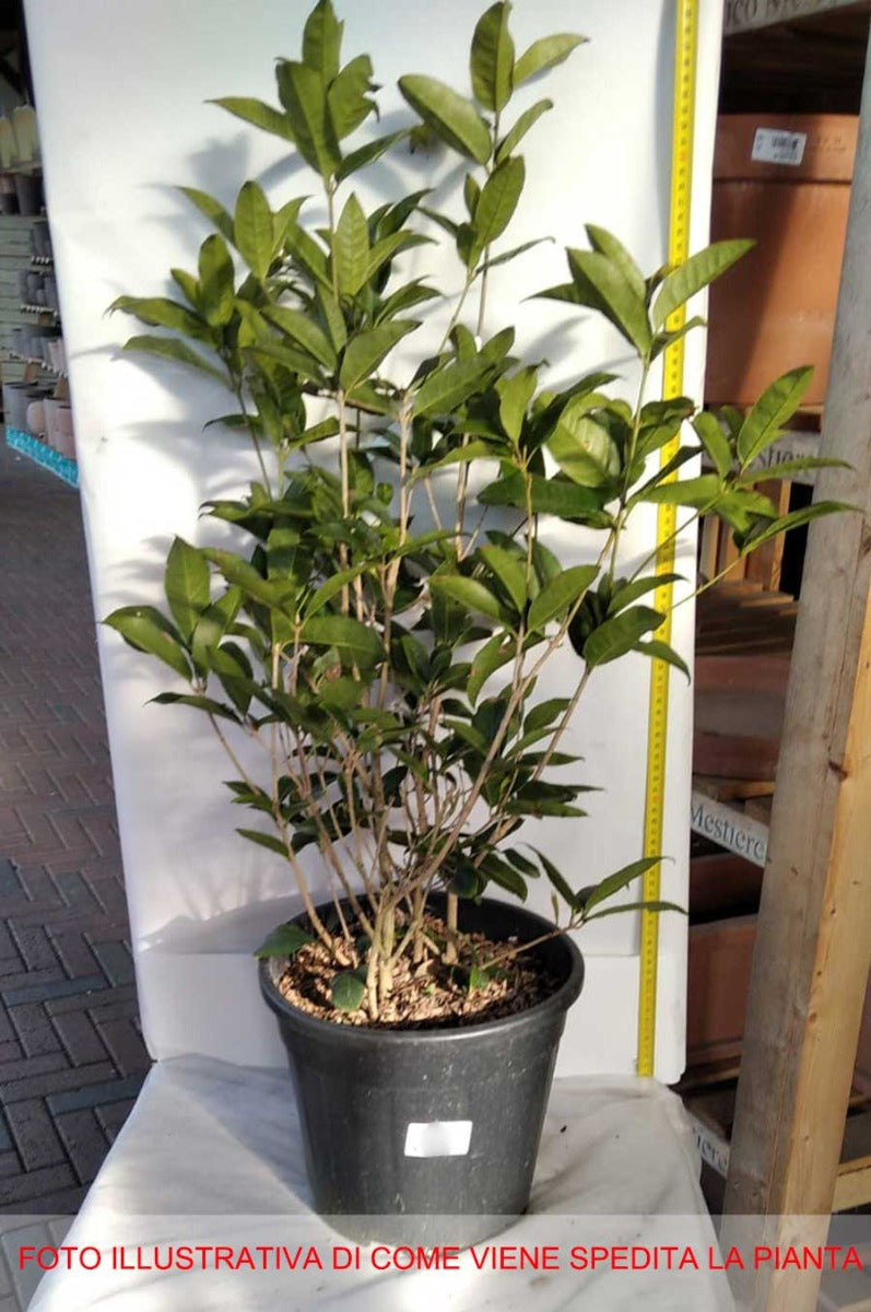 OSMANTHUS FRAGRANS OLEA FRAGRANS BIANCO VASO 24CM