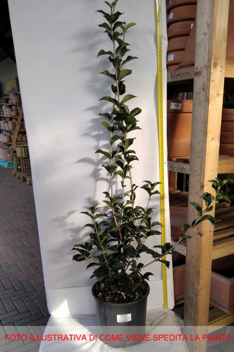 OSMANTHUS AQUIFOLIUM IN VASO 20CM