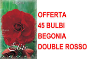 OFFERTA 45 BULBI BEGONIA DOUBLE ROSSO