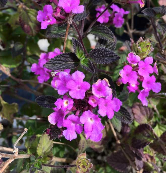 LANTANA SELLOWIANA LILLA VASO 15CM