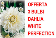 OFFERTA 3 BULBI DAHLIA DINNERPLATE WHITE PERFECTION XL