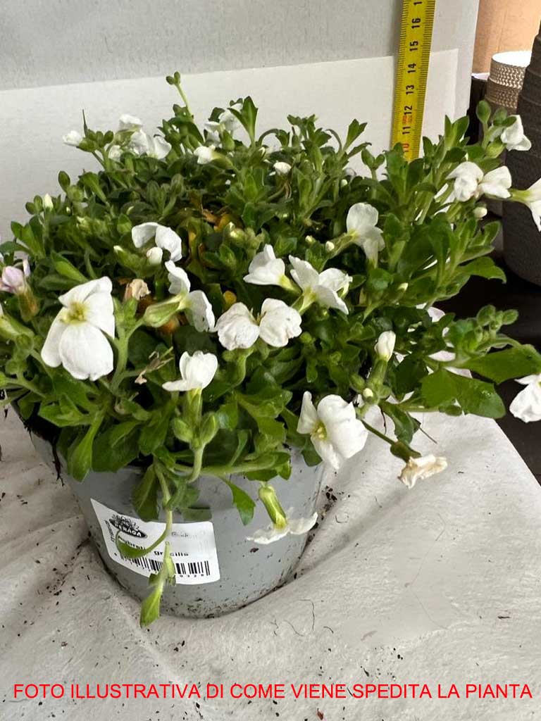AUBRETIA GRACILIS KITTE BIANCA IN VASO 12CM