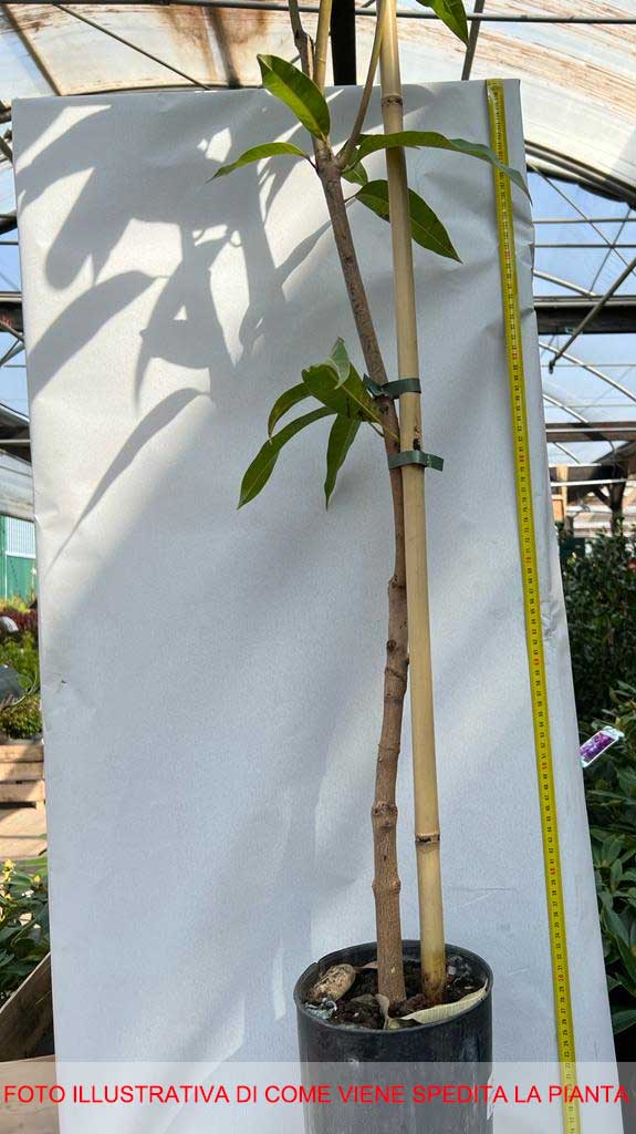 MANGIFERA INDICA MANGO IN VASO 17CM