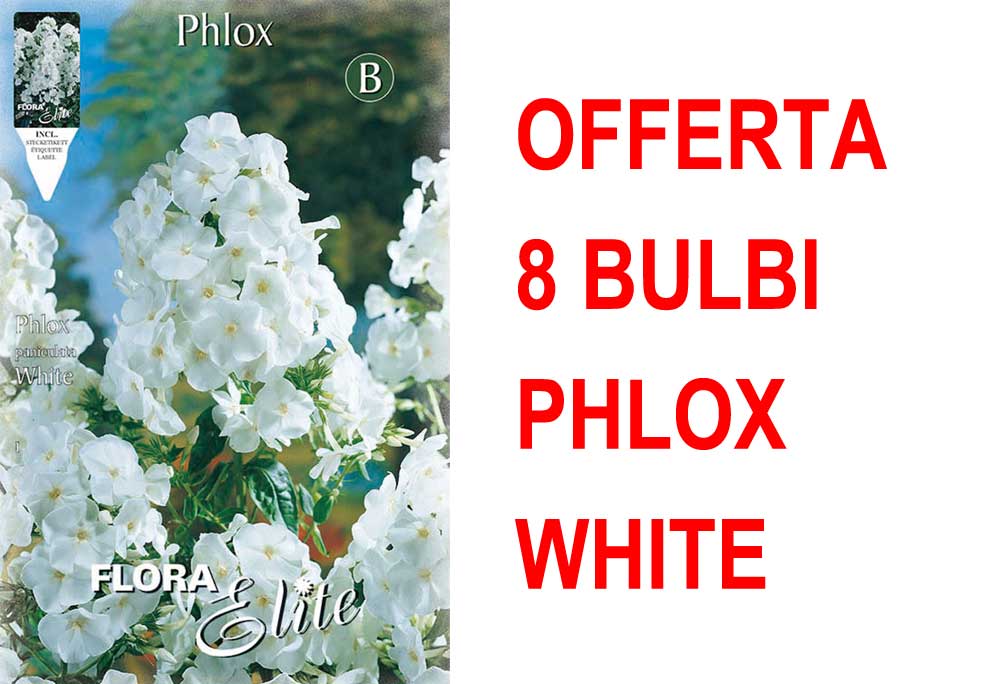 OFFERTA 8 BULBI PHLOX WHITE
